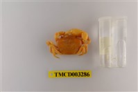 藏品(達觀澤蟹)的圖片